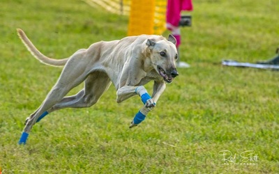 100 Sprint – Capalaba Greyhound Track