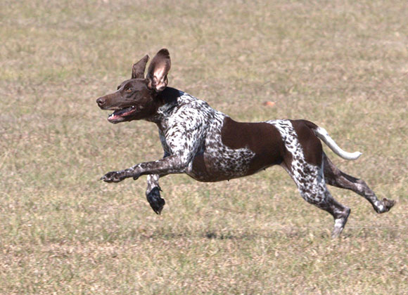 Fastest Dog