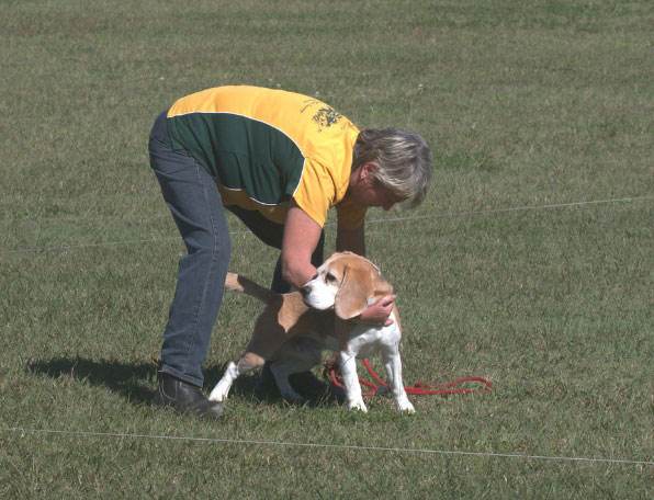 Lure Coursing Event