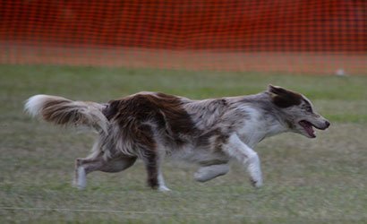 History of Queensland Lure Coursing Association